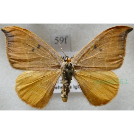 Watsonalla binaria (Hufnagel, 1767) female Wycinka dwojaczka Czech59f